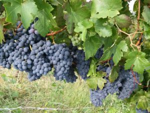 tag-alt-buona-vendemmia-2016-1