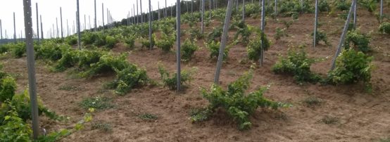 tag-alt-buona-vendemmia-2016-2